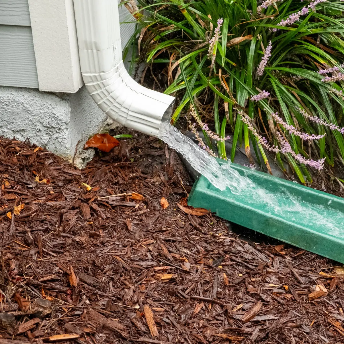 A downspout extension carrying water across a mulch bed and away from the foundation